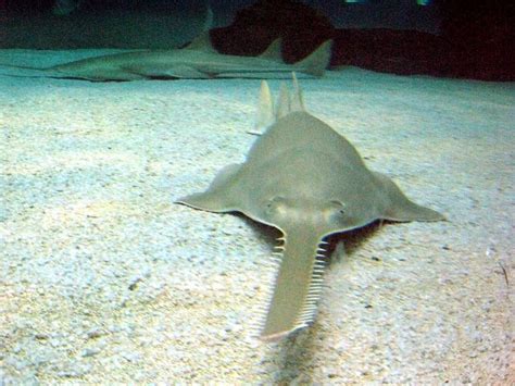 Sawfish - Alchetron, The Free Social Encyclopedia