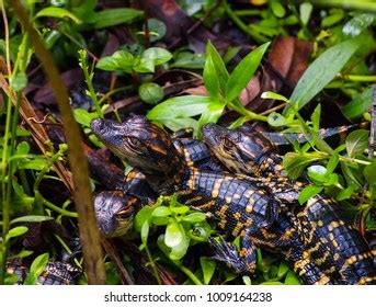 Northern Water Snake Nerodia Sipedon Swims Stock Photo 2160960943