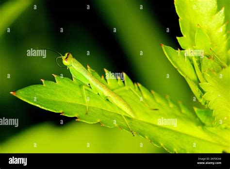 New Zealand Praying Mantis Hi Res Stock Photography And Images Alamy