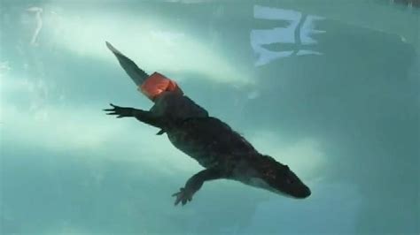 alligator fitted   prosthetic tail  news sky news