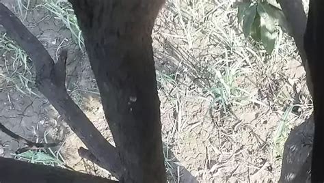 Video Lucah Big Cock Gay Percuma XHamster