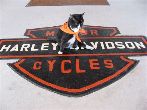 Raw Pussy Flesh Relics