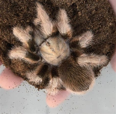 Arizona Blonde Tarantula Tarantulas Bug Pets USA Garden Grove Pet