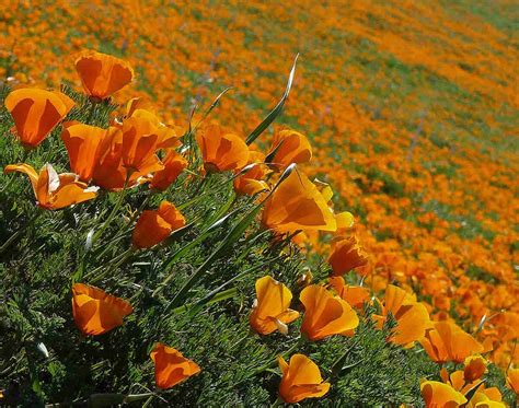 10 Best Native Plants for Southern California | Wikilawn