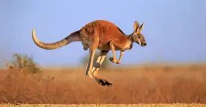 Red kangaroo adaptations for survival