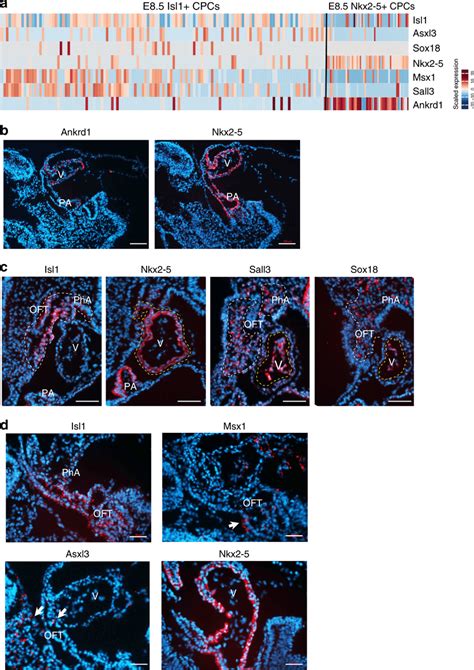 Spatial Expression Pattern Of Genes Identified By ScRNA Seq Of CPCs A