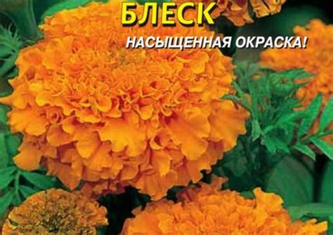 Фото и названия 38 сортов бархатцев, описание низкорослых, высоких ...