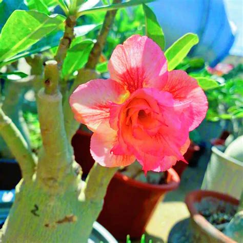 Rose Du D Sert Rose Du Desert Plante En Pot Adenium Obesum Caudex