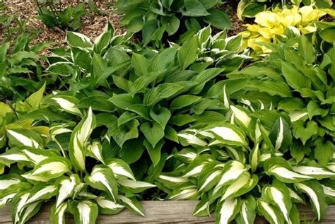 Хоста «не простит» этих ошибок в уходе и потеряет декоративность: 5 не ...