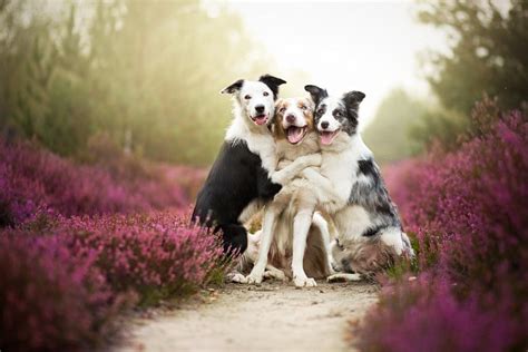 500px On Twitter 25 Most Popular Dog Photos On 500px