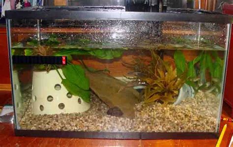 How to Find and Take Care of Bullfrog Tadpoles, Froglets & Adult Forgs ...