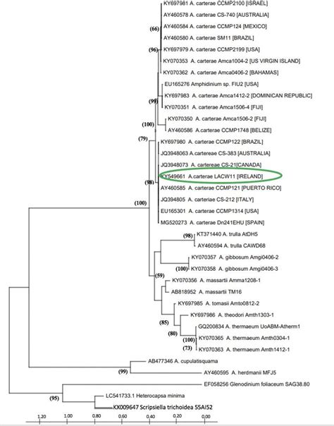 Phylogenetic Tree Inferred From The Maximum Likelihood Analysis Of