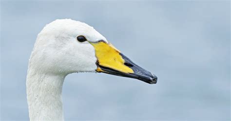 More Than 20 Whooper Swans Found Dead In Glasgow Bird Flu Scare