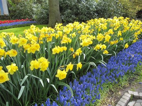 Бордюрные цветы многолетние + фото и название