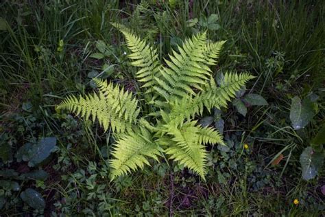 Which ferns don’t spread? – Fern Gardening