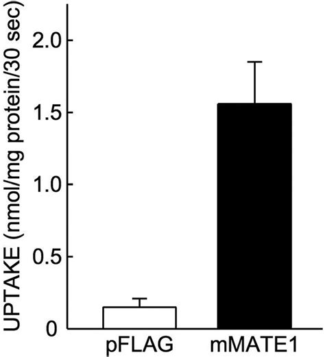 Uptake Of Cephalexin By Hek Cells Transiently Expressing Mmate The