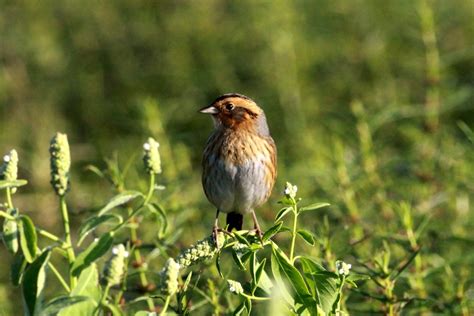 The Nature Dude Seldom Seen Louisiana Birds