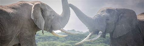 Tanzania Big Game Safari October 2025 - Underwater Photography Guide