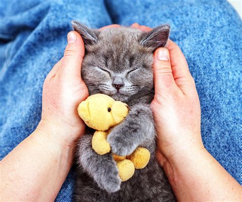 The Health Benefits Of Cats Purring Hartz