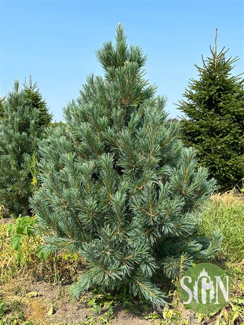 Pinus flexilus 'Vanderwolf's Pyramid' - Spring Grove Nursery