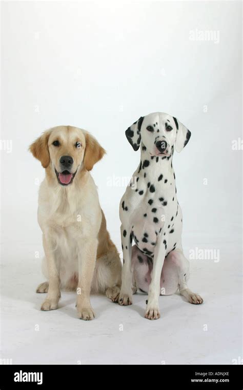 Droll Golden Retriever Dalmatian Puppies For Sale L2sanpiero