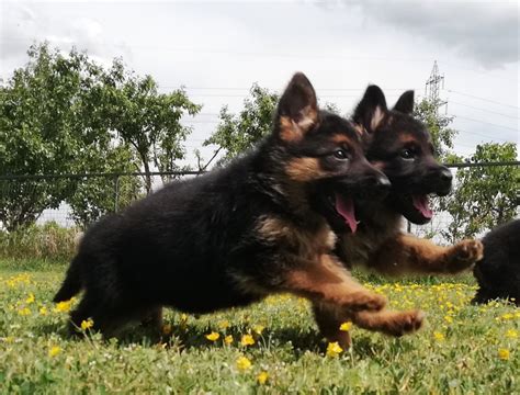 Галерия — Vonwassy - Развъдник за немски овчарски кучета