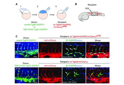 The Tardbp− − Tardbpl− − Mutant Vascular Phenotype Is Cell Autonomous Download Scientific