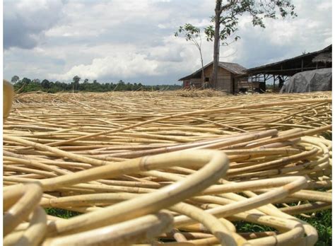 Что такое ротанг (rattan)?