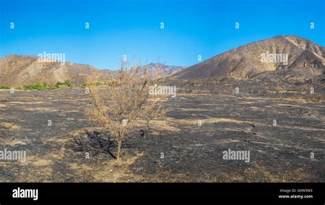 Lone Tree In Savanna Burned Black By Hot Wildfire Stock Photo Alamy