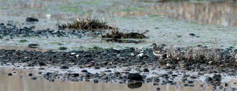 Penny S Hot Birding And Life West Runton And Beyond