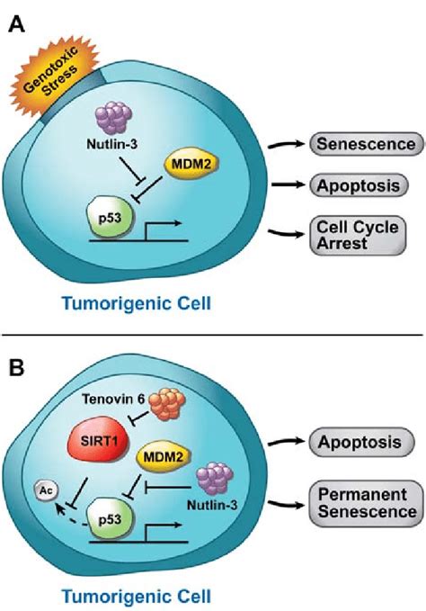 The P53 Signaling Pathway In Response To Genotoxic Stress In