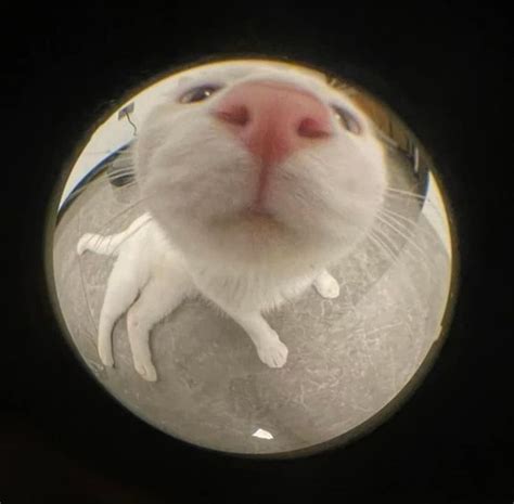 Fisheye Pfp In Cat Profile Fish Eye Lens Cat Icon