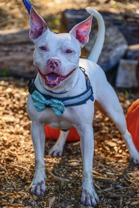 Seven Pitbulls and Pitbull mixes euthanised for aggressive behaviour