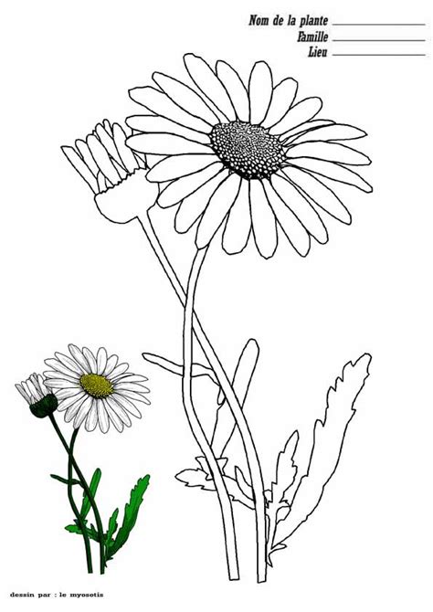 Coloriage Marguerite fiche de plante dessin gratuit à imprimer