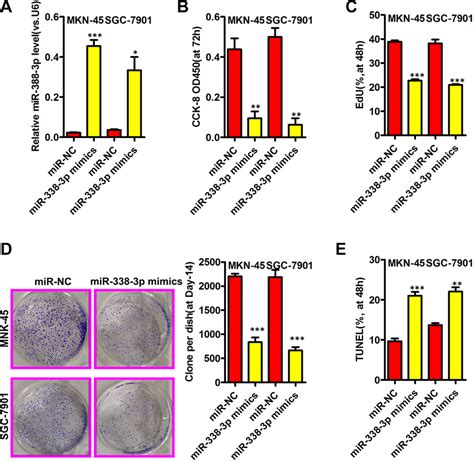 Mir 338 3p Inhibits Gastric Cancer Growth A The Mir 338 3p Expression