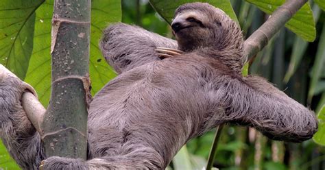 Sloths Who Are Thinking About Sex Right Now Playbuzz