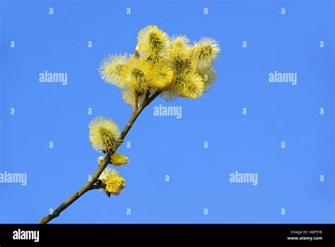 Pussy Willow Catkin 30 Stock Photo Alamy