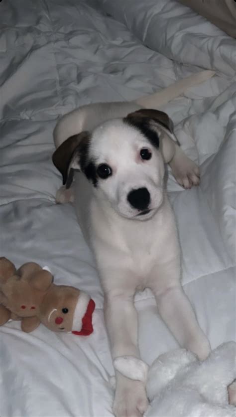 cane corso mastiff and husky mix 2