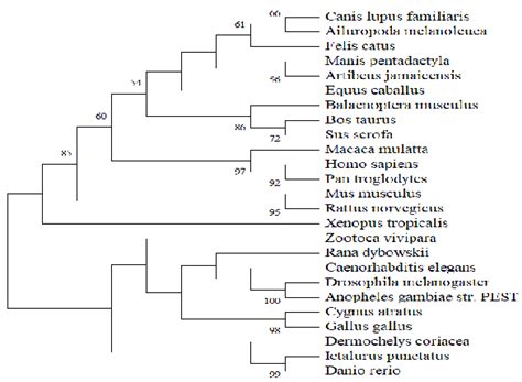 The evolutionary tree | Download Scientific Diagram 
