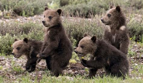 Bien qu il est agée cet ours a donné naissance à son quatrième ourson