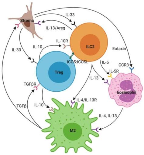 Ijms Free Full Text Group 2 Innate Lymphoid Cells Central Players