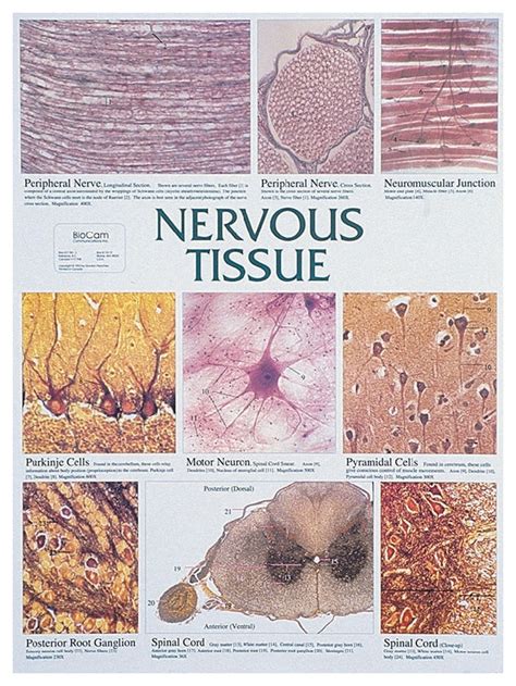 Nervous Tissue