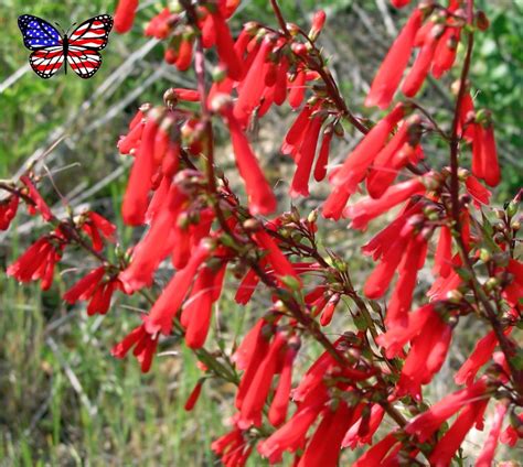 Scarlet Red Firecracker Penstemon Penstemon Eatonii 80 Seeds