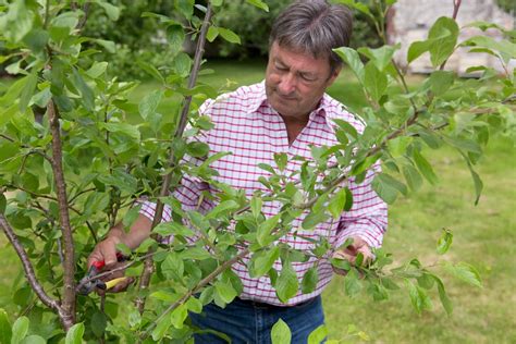 Pruning Plum Trees - BBC Gardeners World Magazine