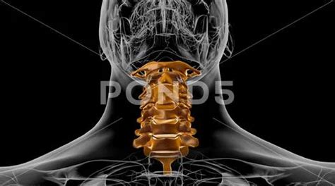 Human Skeleton Vertebral Column Cervical Vertebrae Anatomy D Graphic