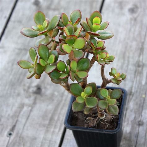 Толстянка описание растения для детей окружающий мир