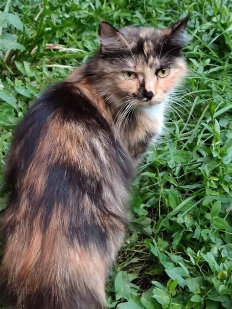 Милые пушистики ищут дом