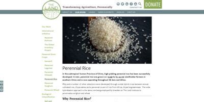 Perennial Rice Echocommunity Org