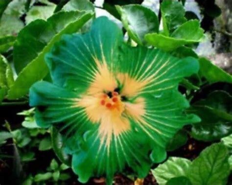 Us 364 100pcs Green Hibiscus Seeds