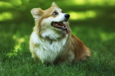 Premium Photo Cute Welsh Corgi Pembroke On The Green Grass In The Park